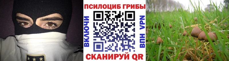 где купить   Губкин  Галлюциногенные грибы Psilocybine cubensis 